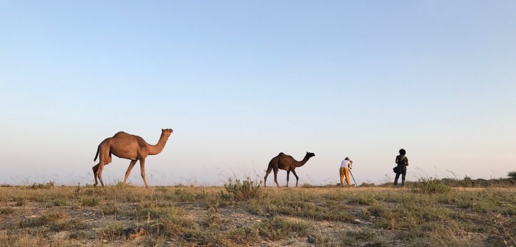camels